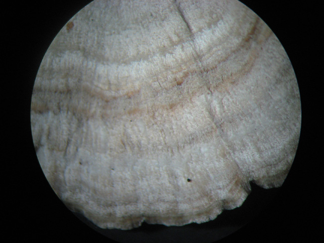 Trichaptum biforme ? (Trichaptum biforme)